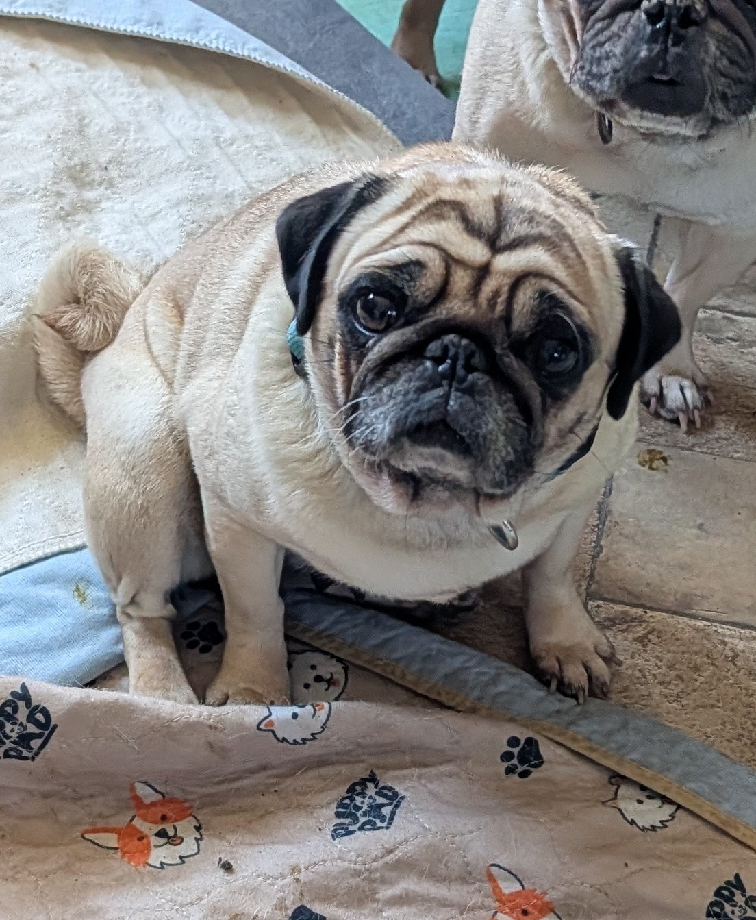 Lizzy — adoptable pug