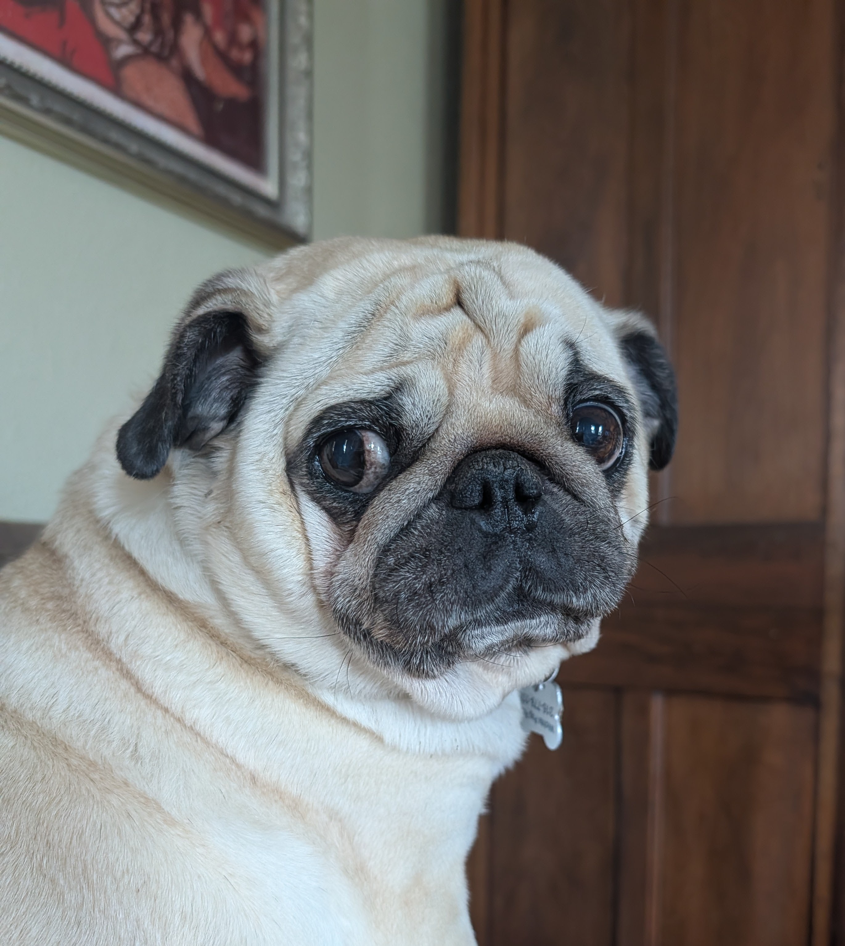 Maggie — adoptable pug