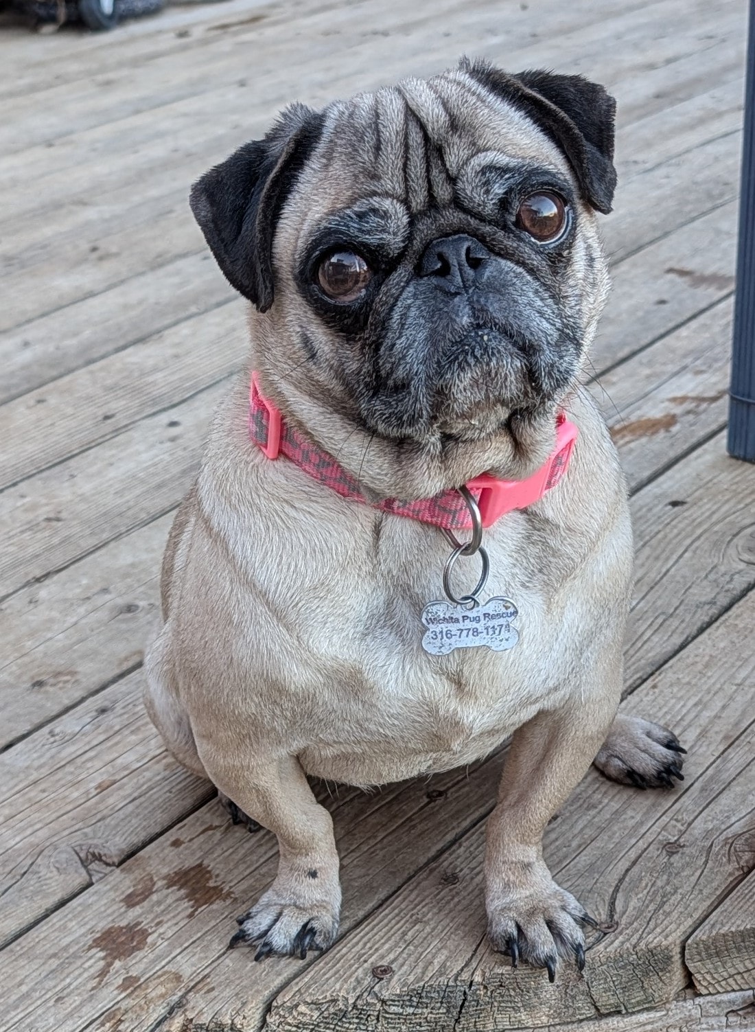 Adoptable dog — adoptable dog