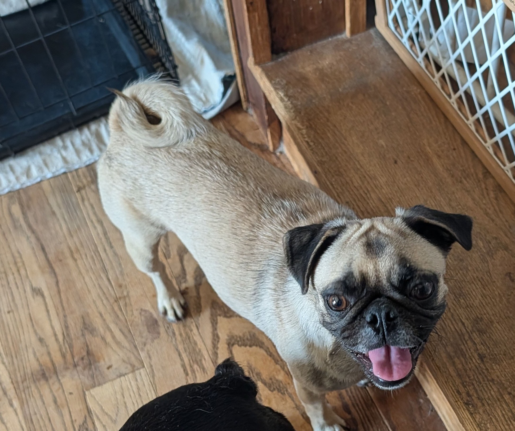 Beatrice — adoptable pug