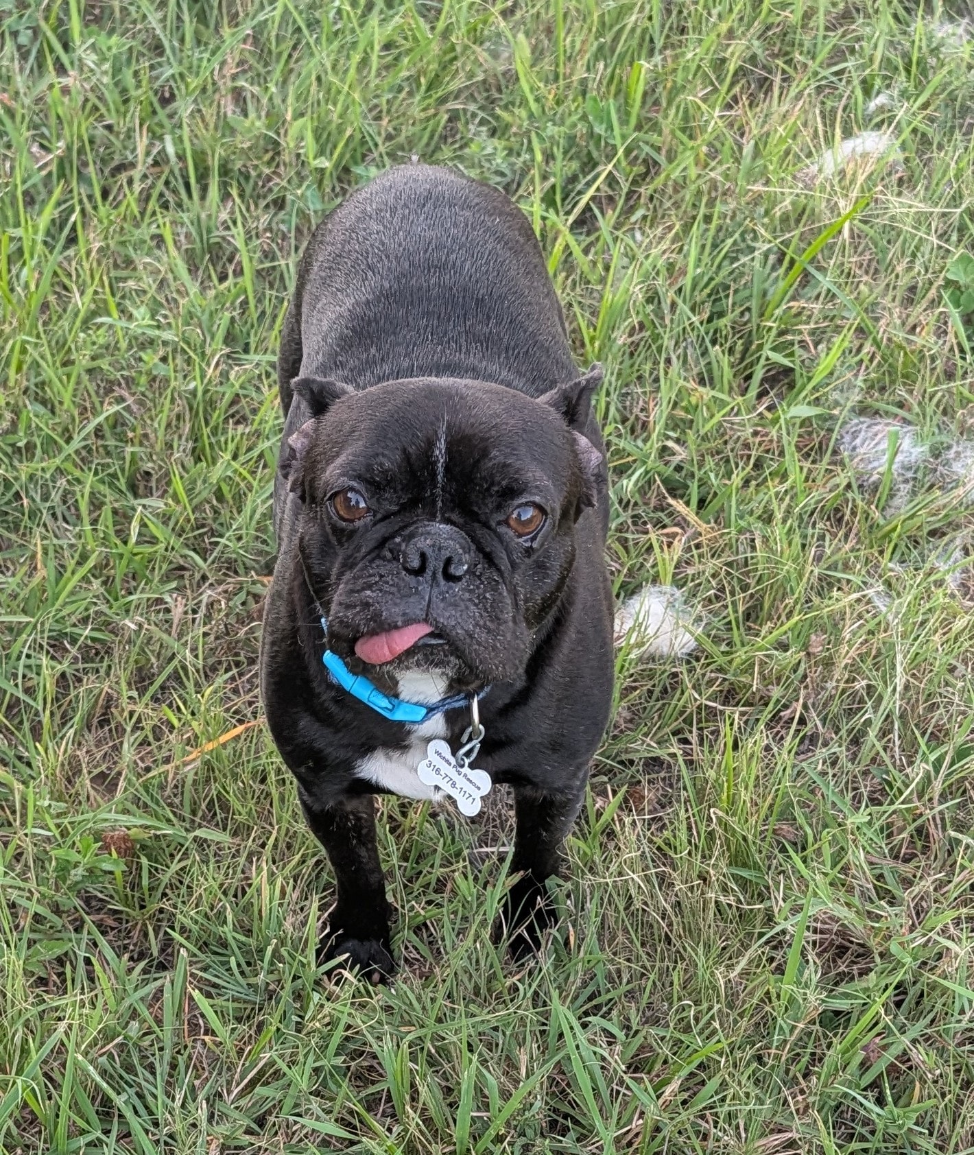 Fancy — adoptable pug