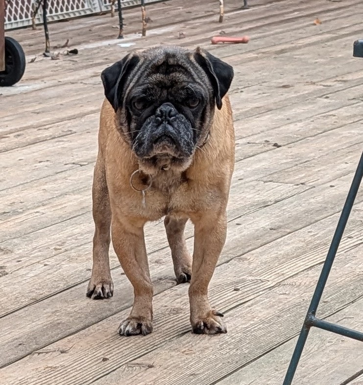 Thor — adoptable dog