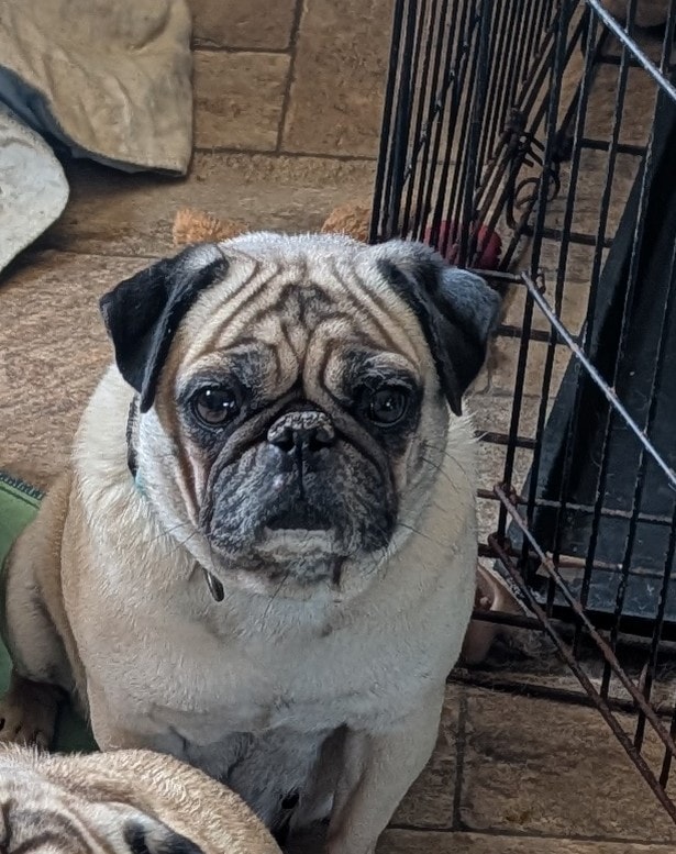 Willows — adoptable pug