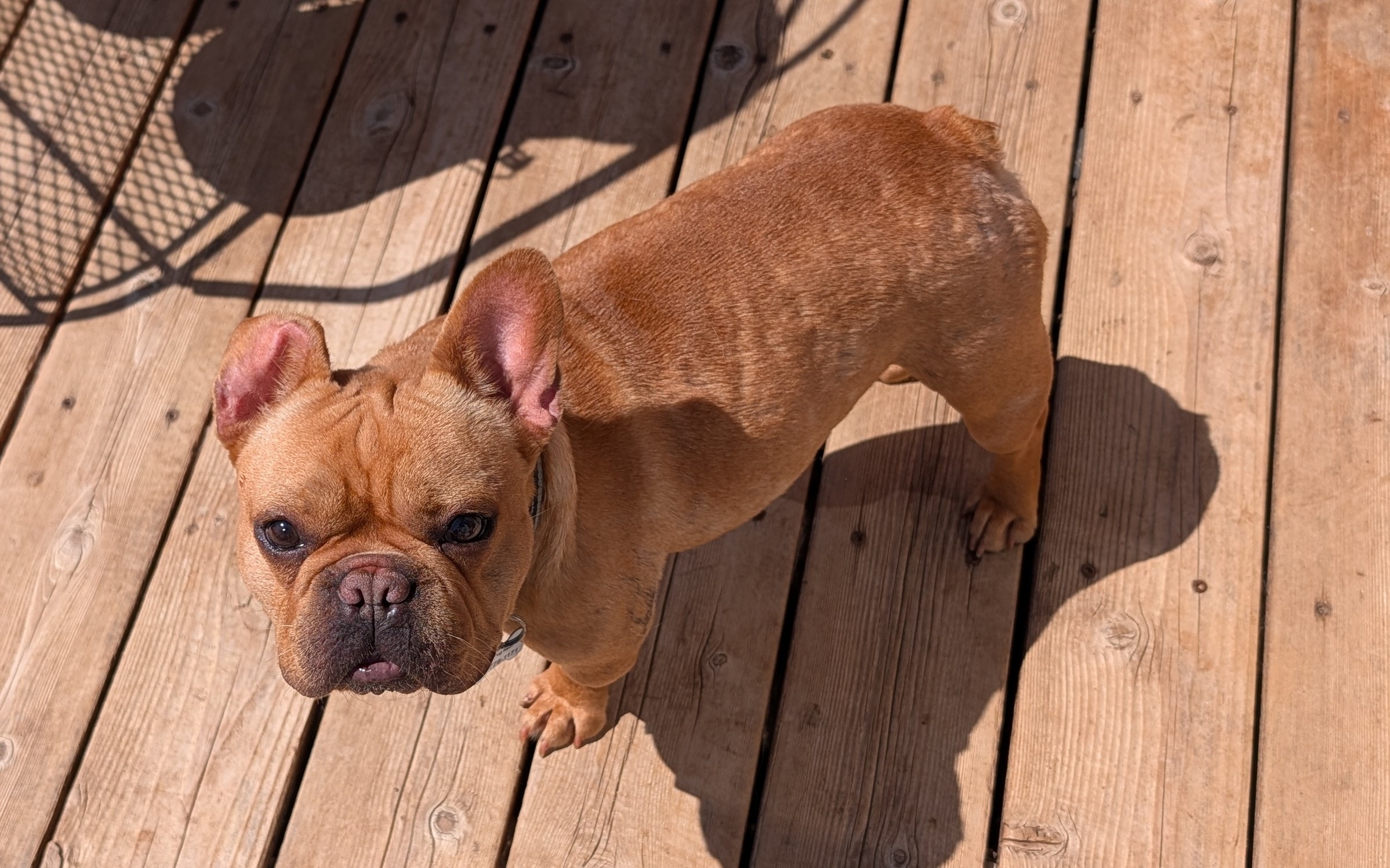 Winter — adoptable dog