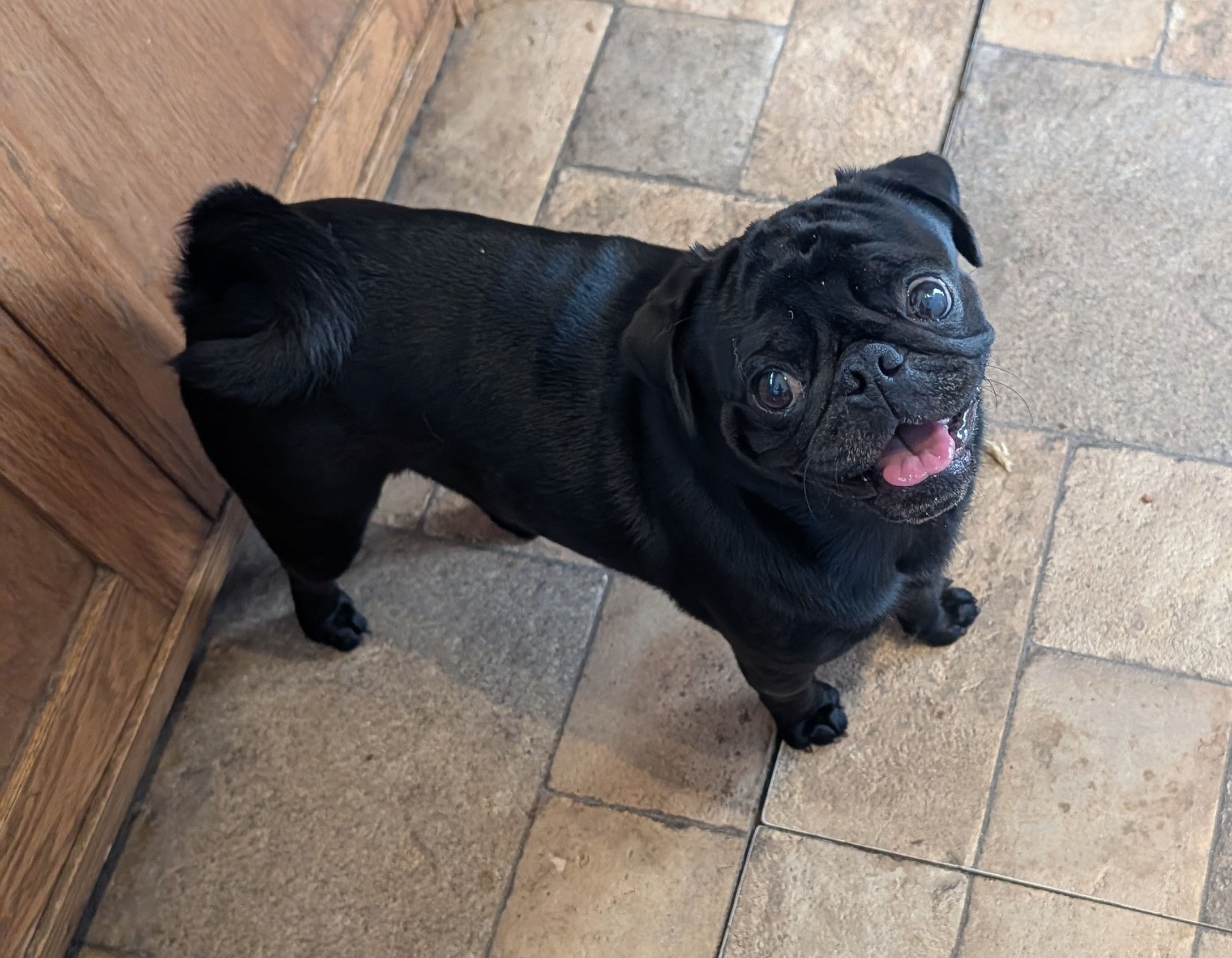 Boggy — adoptable pug